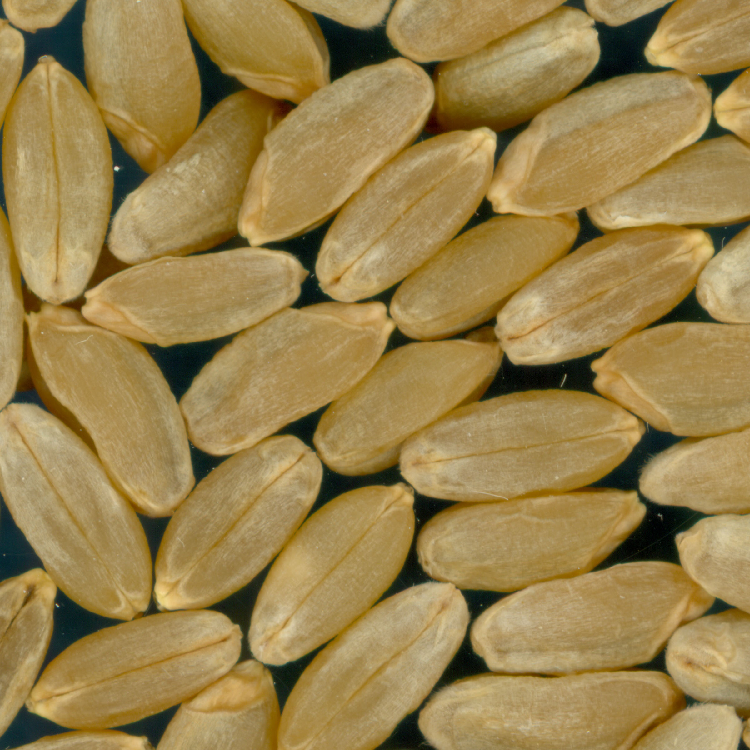 Click for 2 image(s) for this accession. KERNELS